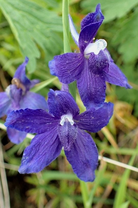 Giant larkspur