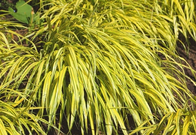 Japanese Forest Grass (Hakonechloa Macra)