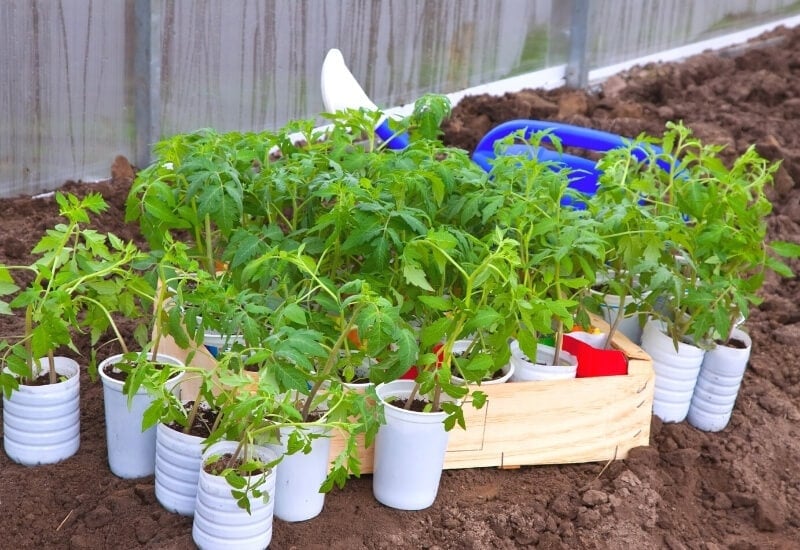 Harden Seedlings Off