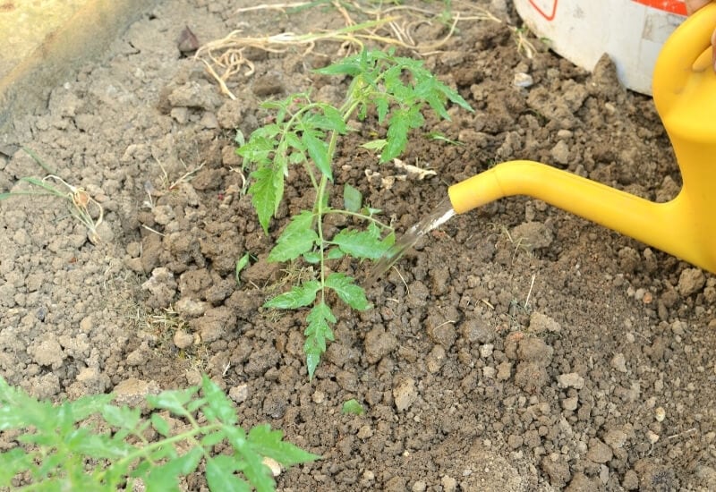Have a Consistent Watering Schedule