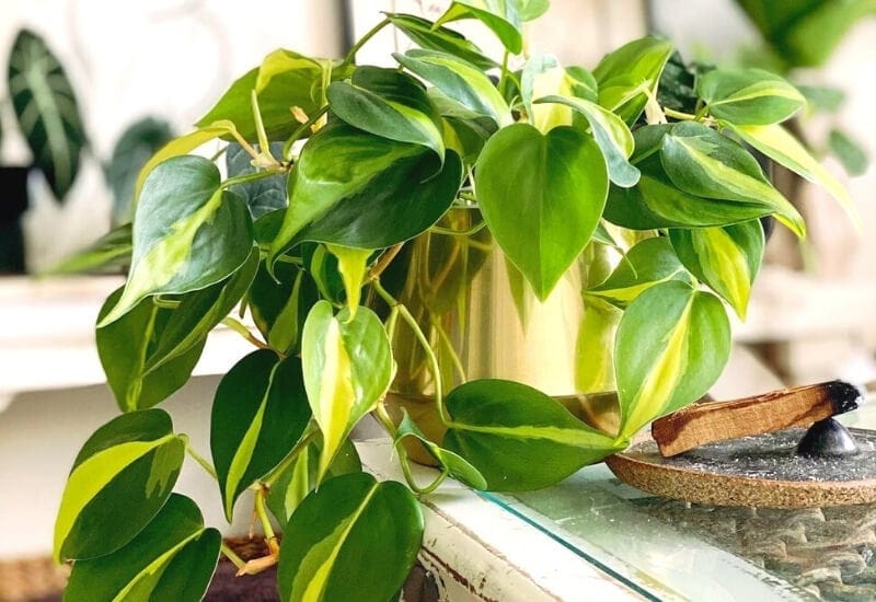 Heart-Leaf Philodendron (Philodendron Scandens)