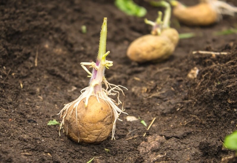 To plant potatoes in rows: 