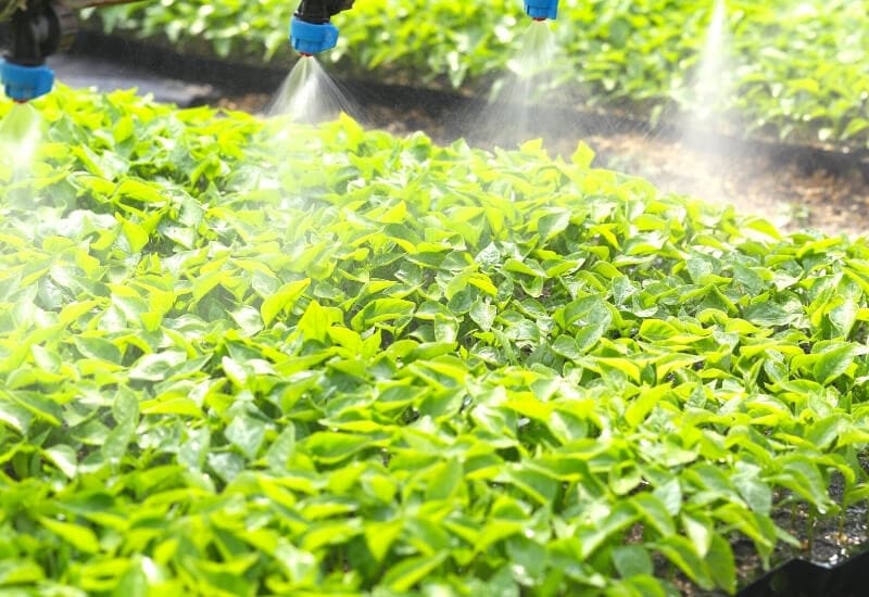 How Deep to Plant Potatoes in a Hydroponic System