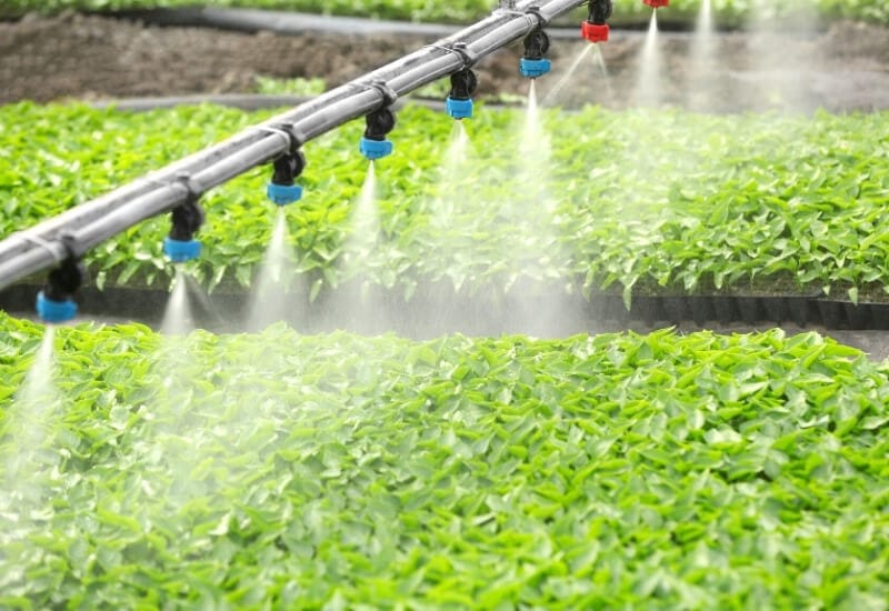 To plant potatoes in a hydroponic system: