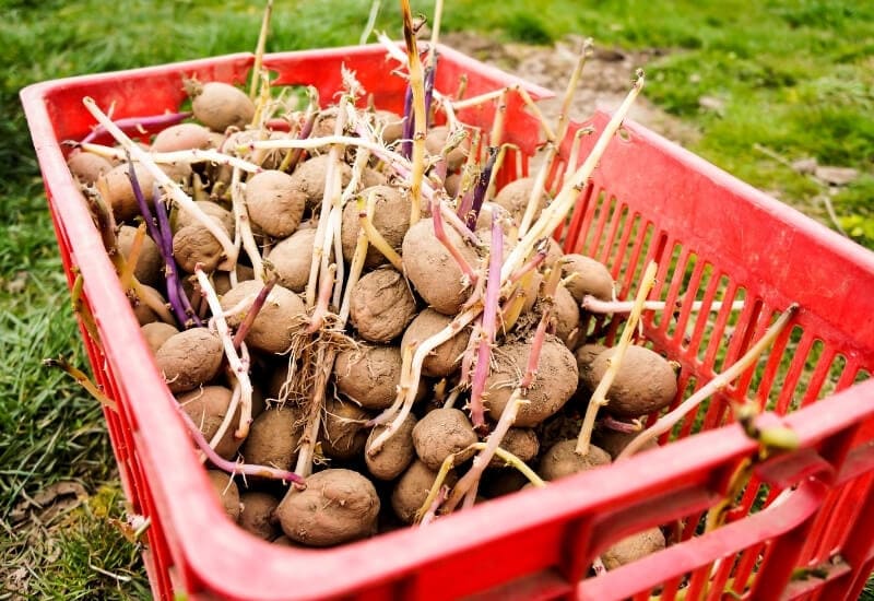 How to Choose Seed Potatoes