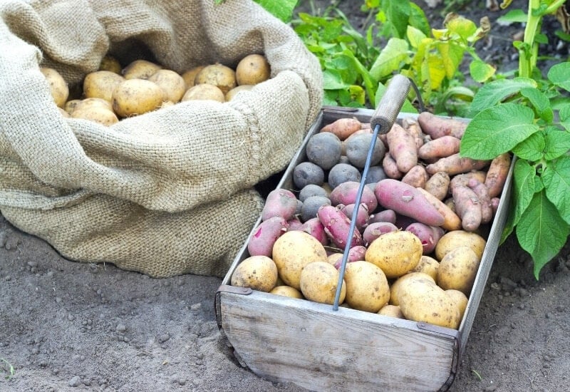 How to Choose a Potato Variety 