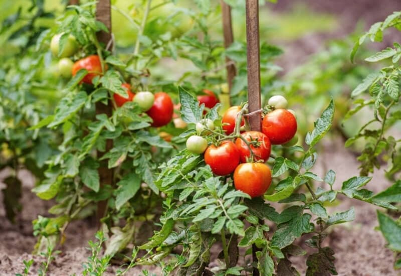 How to Grow Beefmaster Tomatoes in Your Garden This Year