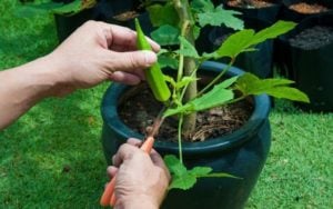 How to Grow Okra in Containers An Easy Guide