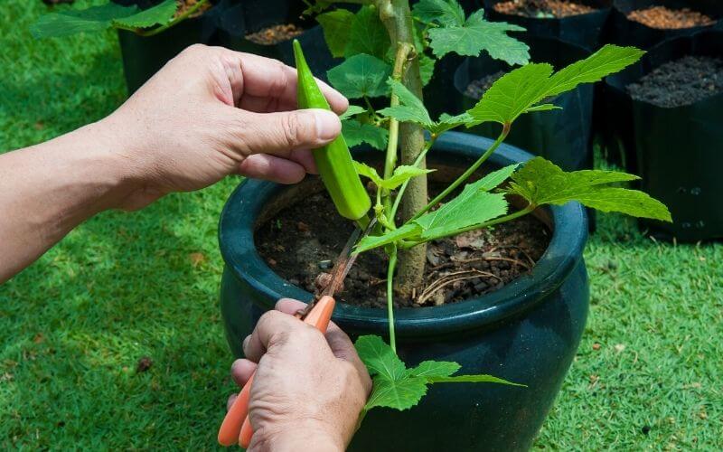 Wie man Okra-Samen in einem Garten pflanzt