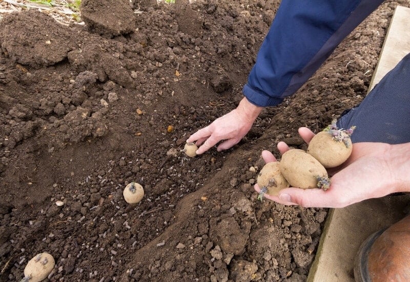 How to Plant Seed Potatoes in Rows