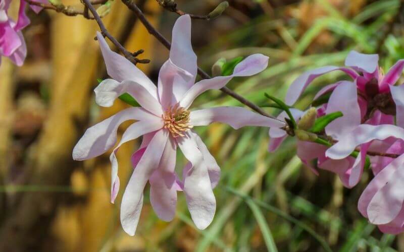 Magnolia × loebneri ‘Merrill’ Loebner magnolia