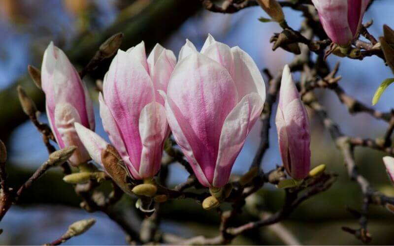 Magnolia × soulangeana saucer magnolia