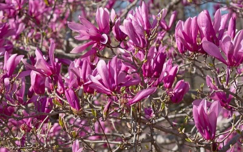 Magnolia ‘Ann’ Ann magnolia