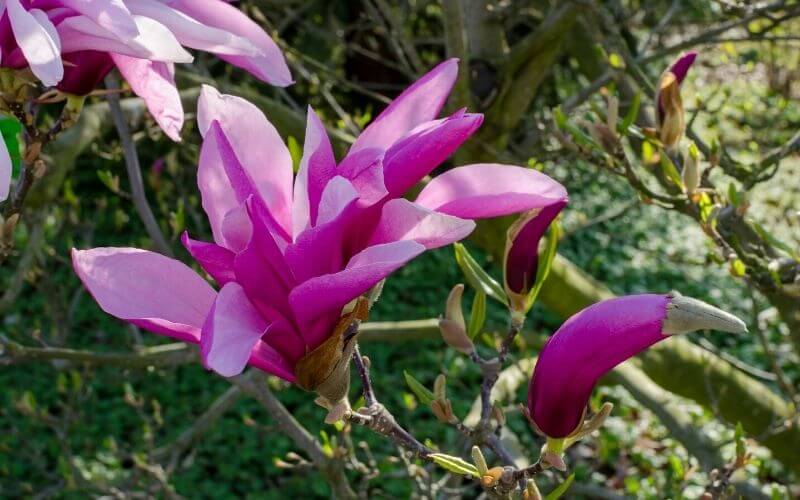 Magnolia ‘Betty’ Betty magnolia