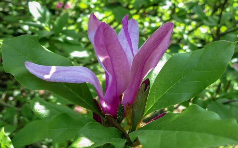 Magnolia &lsquo;Susan&rsquo; Susan magnolia