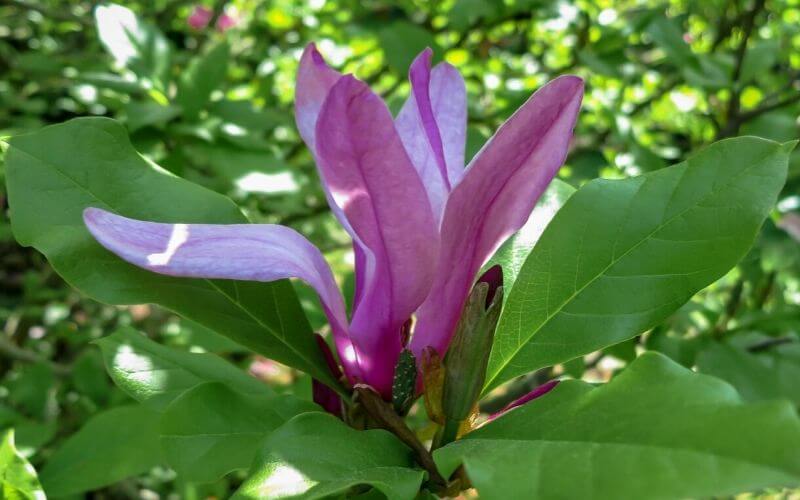 Magnolia ‘Susan’ Susan magnolia