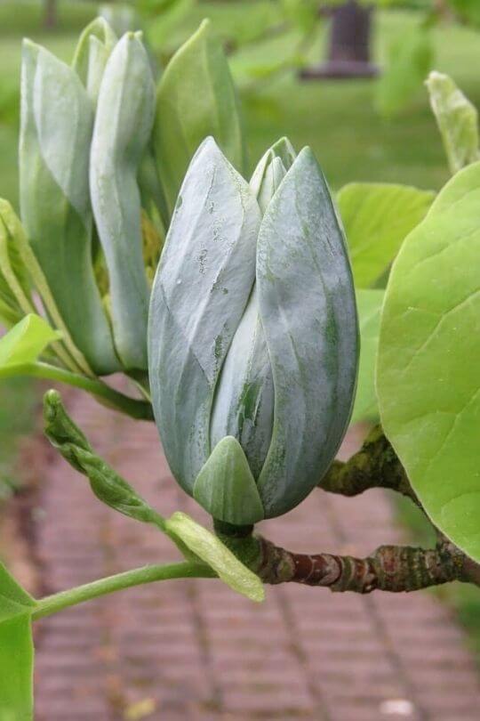 Magnolia acuminata cucumber magnolia