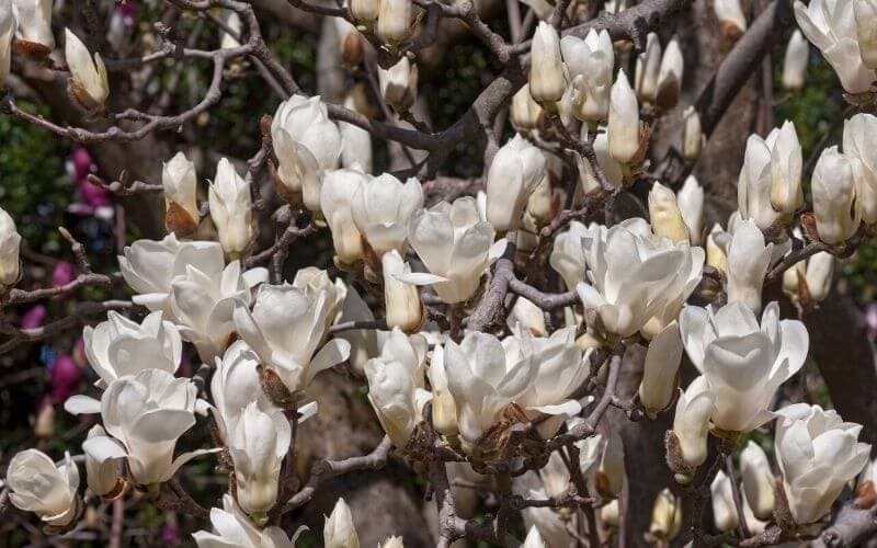 Magnolia denudata yulan magnolia