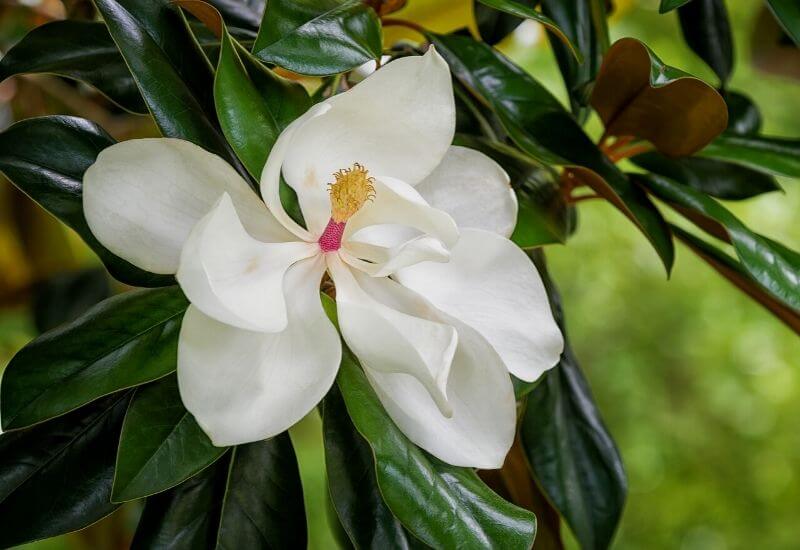 Magnolia grandiflora southern magnolia