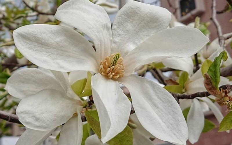 Magnolia kobus kobus magnolia