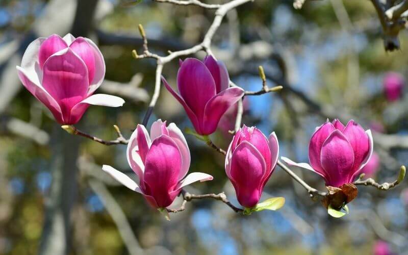 Magnolia liliiflora 'Nigra' lily magnolia
