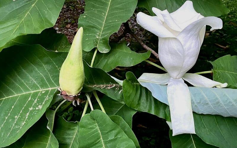 Magnolia macrophylla bigleaf magnolia
