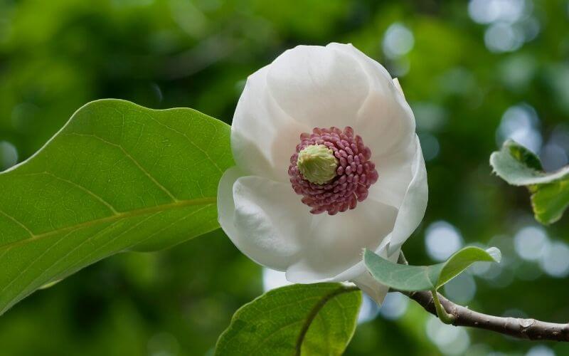 Magnolia sieboldii Oyama magnolia