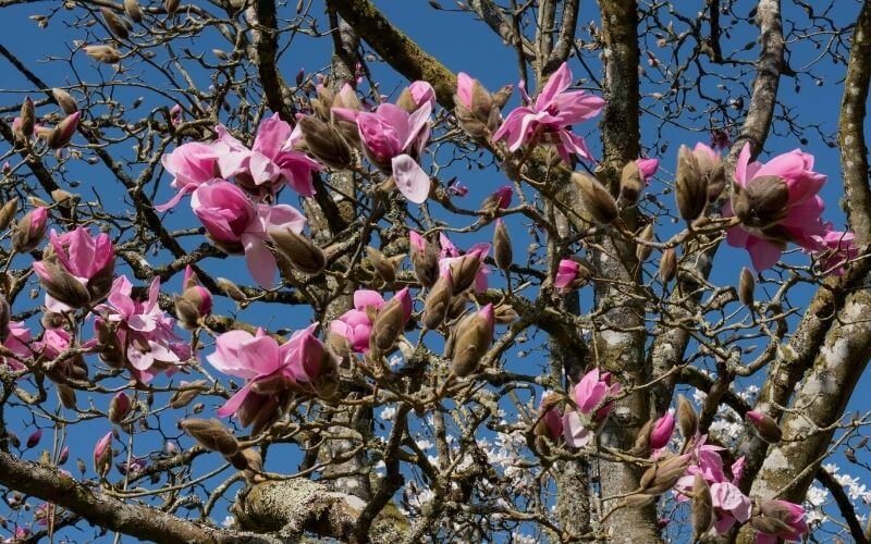 Magnolia sprengeri ‘Diva’ Sprenger’s magnolia