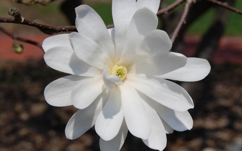 Magnolia stellata star magnolia
