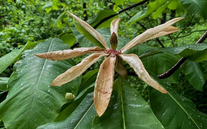 Magnolia tripetala umbrella magnolia