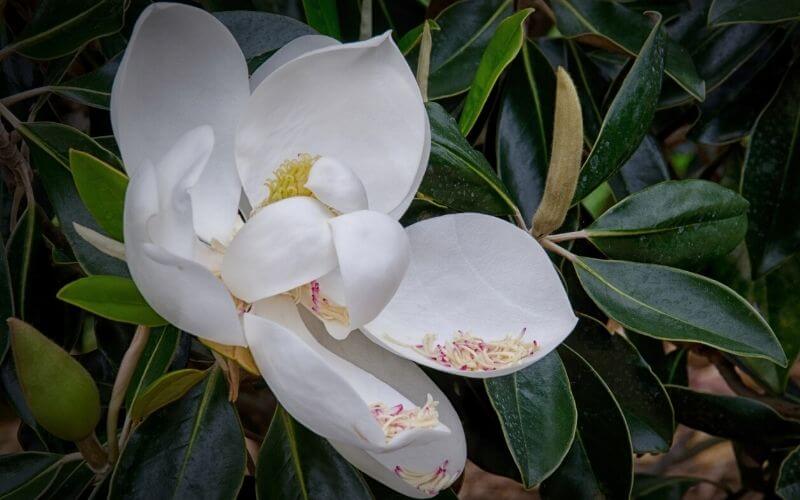 Magnolia virginiana sweet bay magnolia