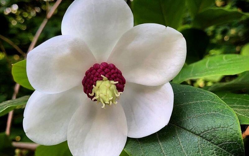 Magnolia wilsonii Wilson’s magnolia