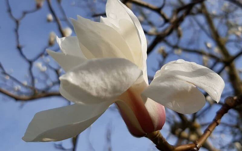 Magnolia zenii zen magnolia