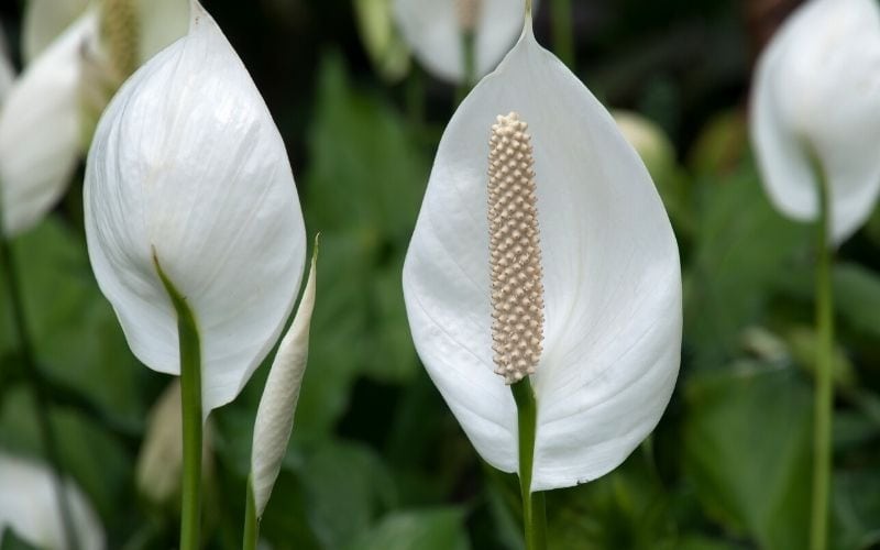 Make Your Peace Lily Feel at Home