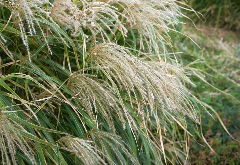 23 Gorgeous Ornamental Grasses for Adding Year-Round Interest to Your Landscape 3 Eulalia Grass (Miscanthus Sinensis)