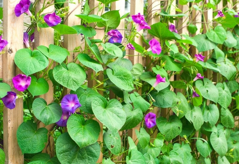 15 Beautiful & Fast-Growing Annual Climbers To Grow