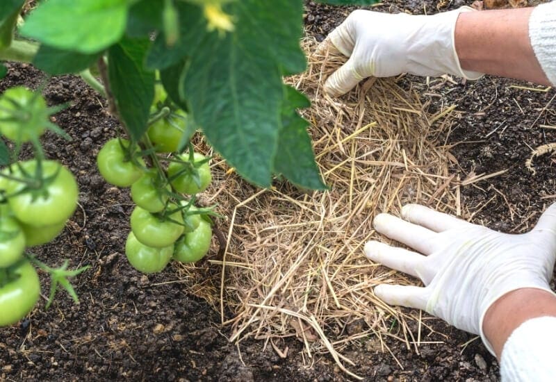 Mulch Around The Plants