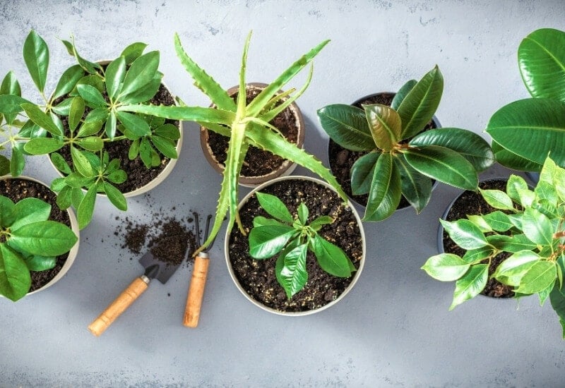 How to Make Natural Homemade Fertilizer for Houseplants