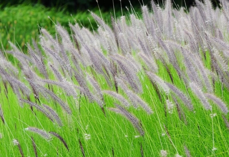 Fountain Grass (Pennisetum Alopecuroides)
