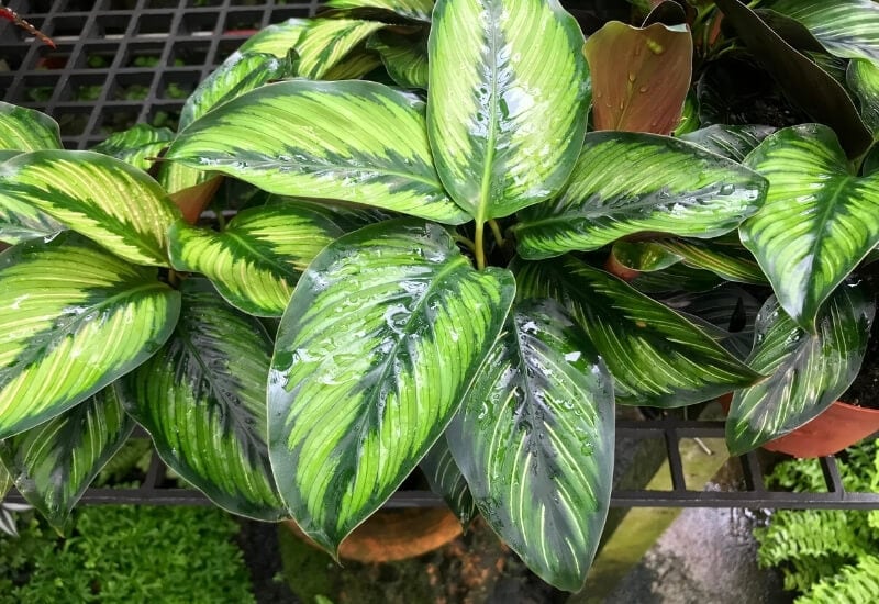 Pinstripe Calathea (Calathea Ornata)