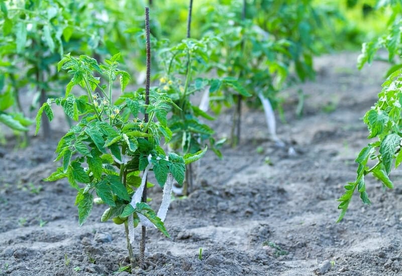 Plant the Tomatoes Outside