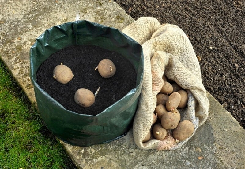 How to Plant Seed Potatoes in Bags of Compost