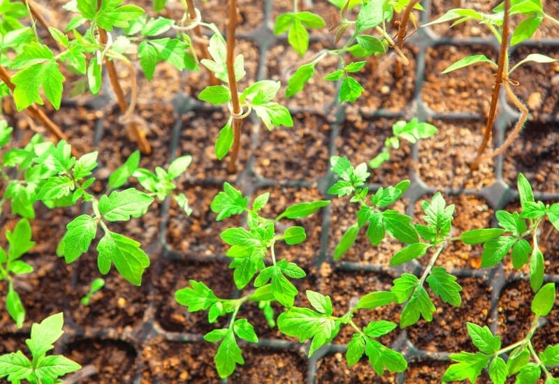 Start Seedlings Inside (or Buy Seedlings)