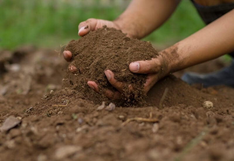 How to Prepare Soil to Plant Seed Potatoes 