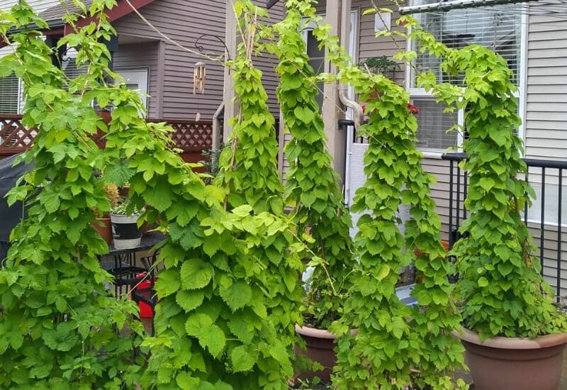 A Beginner's Guide On Growing Hops In Containers Gardening Chores