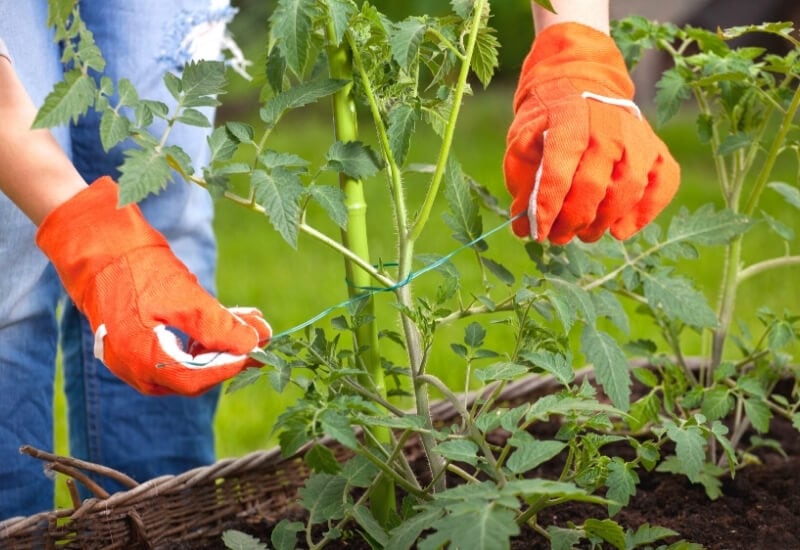 Stake Your Plants