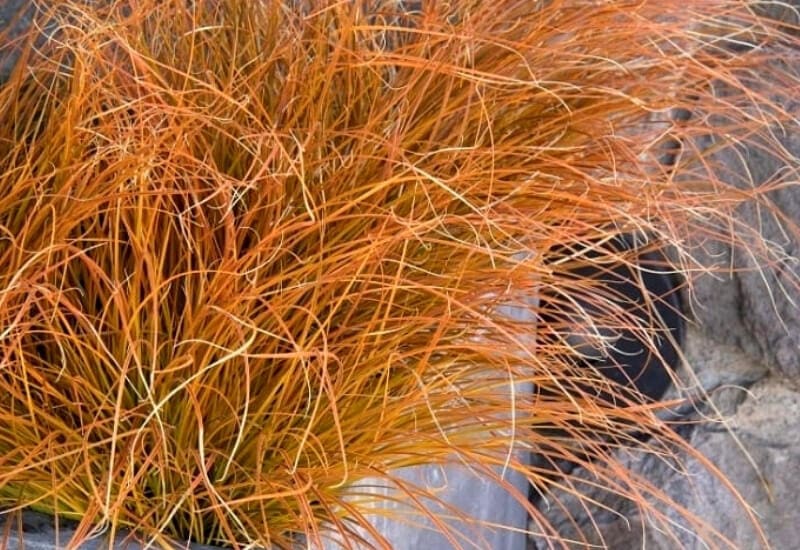 New Zealand Wind Grass (Stipa Arundinacea)