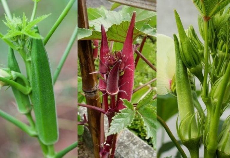 19 Best Okra Varieties To Grow In Your Garden Or Container