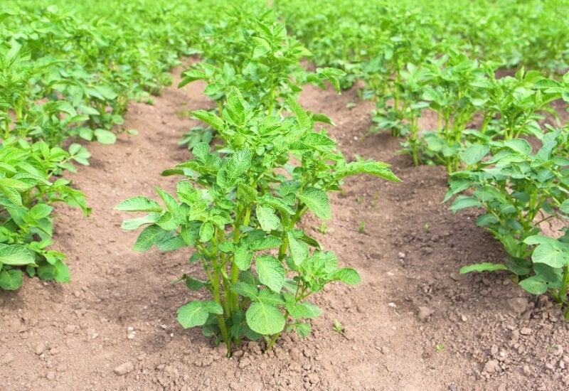 How to plant seed potatoes: 7 Planting potatoes: 4 What is a seed potato: 2 How to choose seed potatoes: 2 What climate zone do potatoes need: 1 How to chit seed potatoes: 1 Seed potatoes: 40