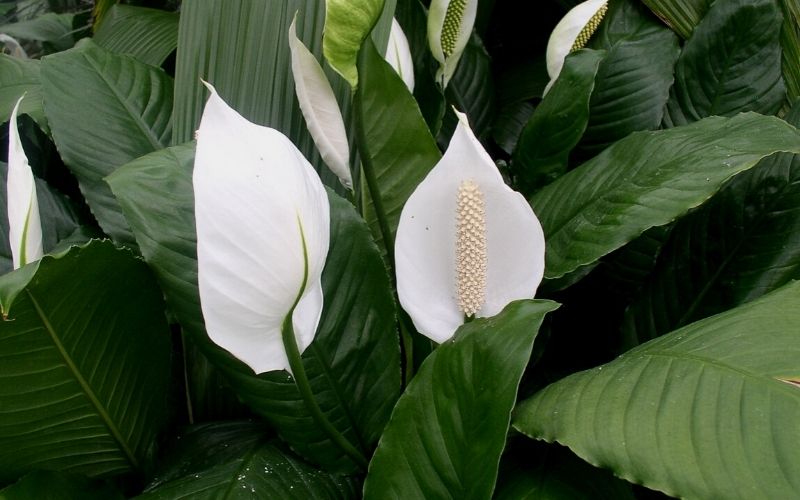 Underwatered Peace Lily
